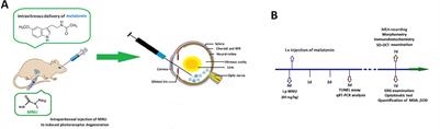 Intravitreal Delivery of Melatonin Is Protective Against the Photoreceptor Loss in Mice: A Potential Therapeutic Strategy for Degenerative Retinopathy